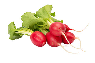 Wall Mural - Crisp fresh radish isolated on transparent background in high-resolution PNG format ideal for food illustrations, recipes, and healthy eating visuals in digital designs