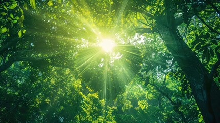 Sticker - Sunlight shines through the dense canopy of green leaves in a lush forest.