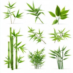 Different realistic bamboo plants with leaf isolated on white background