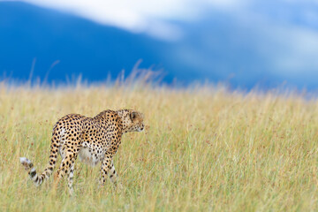 Wall Mural - Wild african cheetah, beautiful mammal animal. Africa, Kenya