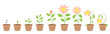 © Ilia - Vector Illustration of cornflower character Growth Stages. Include wilted and dried plants