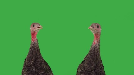 Sticker - singing young turkeys on green background