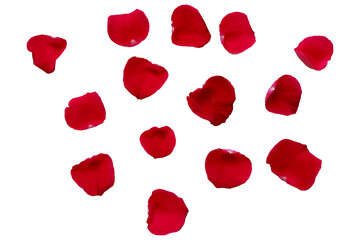 Red Rose petals. Set of red flower petals. simple red petals collection.