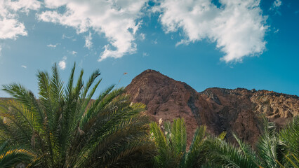 Wall Mural - palm branches against the high rocky mountains and blue sky with white clouds in Egypt Dahab South Sinai