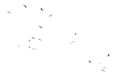 Sticker - A flock of birds in flight isolated on a white background