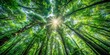 © Udomner - Occasional clearings or gaps in the dense canopy of a forest, revealing the sunlit forest floor, forest, canopy, gaps