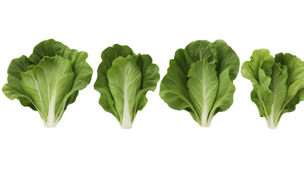 Set of fresh green lettuce with leaves isolated on a clean PNG background, featuring a variety of crisp and vibrant salad greens, ideal for use in culinary presentations, healthy eating recipes, and f