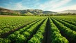 Rows of fresh lettuce growing in Salinas Valley, showcasing the abundance and fertility of this famous agricultural region
