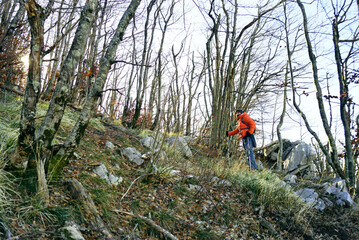 Hiker walking to the top of a mountain through a beech forest on a sunny winter day. Hiking in the Bay of Kotor - a person climbing the marked trail to the top of Siljevik (Mount Orjen, Montenegro).