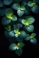 Wall Mural - Macro shot of vine leaves on a black background featuring minimalist high-resolution art.