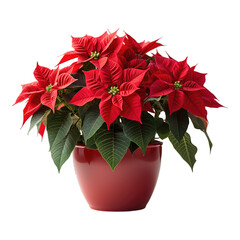 red poinsettia plant in a red pot on a white background