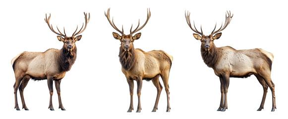 Majestic elk with large antlers standing in various poses nature wildlife transparent background