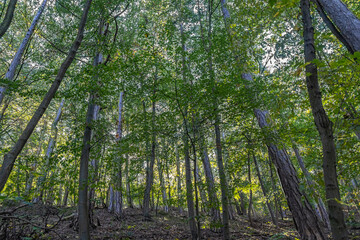 green forest in summer time