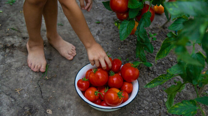 Wall Mural - boy with tomatoes in the garden, ecological product. Selective focus.