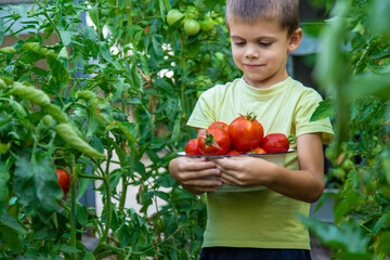 Poster - boy with tomatoes in the garden, ecological product. Selective focus.