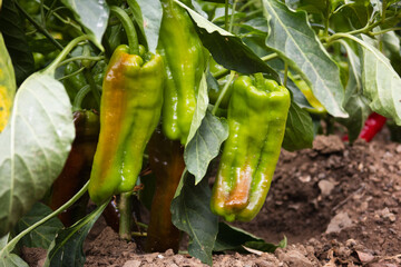 Three green peppers are hanging from a plant