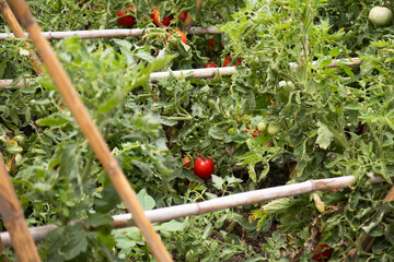 Tomato plants with red and green tomatoes