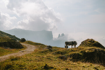 cows in austrian mountainside