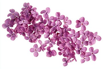 Aufkleber - Flowing purple flower (lilac) petals, isolated on a spring meadow background.