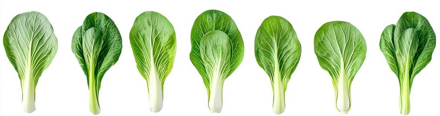 Poster - A collection of green Bok Choy with leaves isolated on a white background, a flat lay view of fresh salad vegetables.