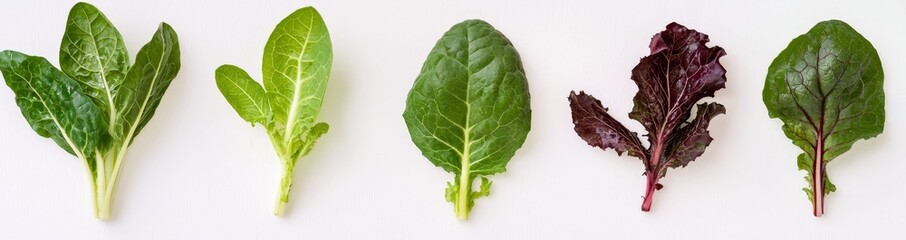 Poster - The whole green cos lettuce leaves are isolated against a flat white background, a flat lay view of organic salad vegetables, healthy and organic.