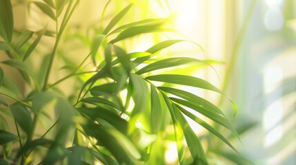 Canvas Print - Sunlight filters through the lush leaves of an indoor plant, casting a warm and inviting glow.