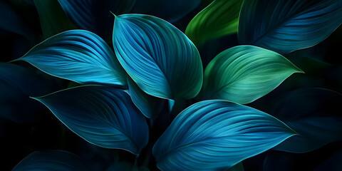 Canvas Print - Close-up detail macro texture bright blue green leave tropical forest plant spathiphyllum cannifolium in dark nature background.Curve leaf floral botanical abstract desktop wallpaper,w 