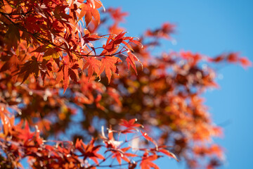 Wall Mural - beautiful maple leaves on the tree in autumn season.