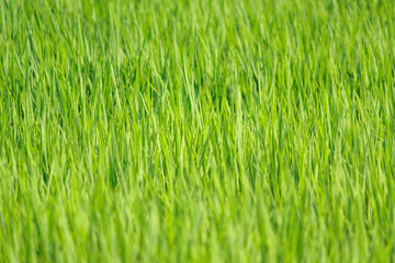 landscape lush green rice fields