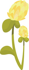 Wall Mural - Simple illustration of a yellow clover blooming with green leaves on a white background