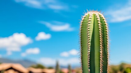 Wall Mural - closeup of a tall green cactus against a bright blue sky with white clouds on a sunny day.