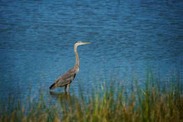 Wall Mural - great blue heron