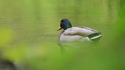 Wall Mural - Mallard Duck swimming in the lake, 4k footage