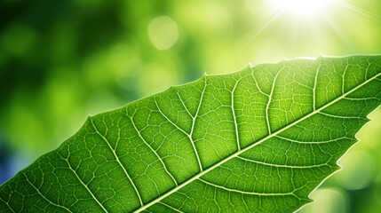 green leaf , summer garden greenery, with a blurred background 