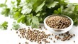 © Vivid Canvas - coriander spice ingredient on a white backgroun. Coriander spice ingredient on a white backgroundready for cooking with. Fresh coriander leaves and co