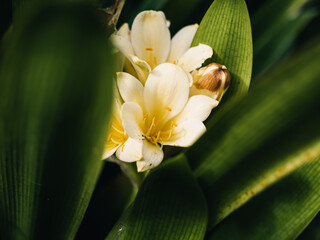 Wall Mural - Clivia plant