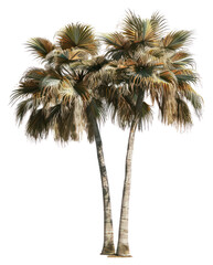 PNG Tropical palm trees illustration