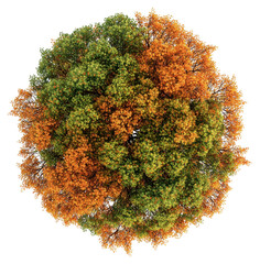Wall Mural - png vibrant autumn tree top view
