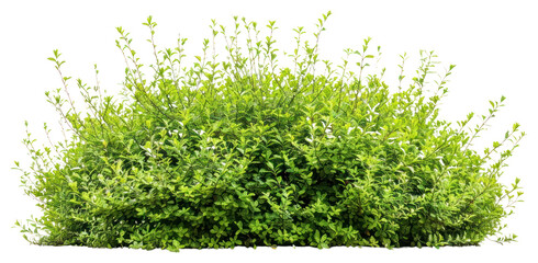 png lush green bush plant foliage