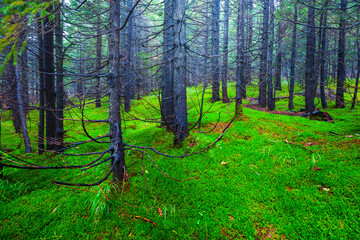 closeup green wet fir tree forest glade covered by green moss