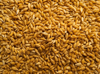 Wall Mural - Wheat grain background. Top view of whole wheat seeds texture.