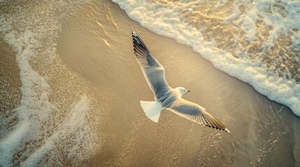 Poster - Seagull Soaring Over Foamy Waves