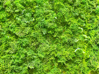 Texture green moss,  seamlessmoss