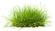© Don Media - Patch of grass with dirt, isolated
