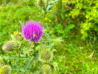 Landscape is beautiful, Wildflowers, beautiful summer flowers