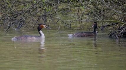 Wall Mural - Great Crested Grebe Mirroring During Courtship