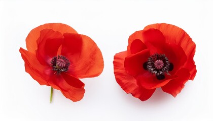 Poster - beautiful poppy flower isolated on white