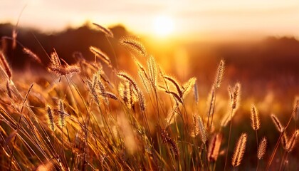 Sticker - spikelets of wild herbs and grasses glow in the warm evening sunlight