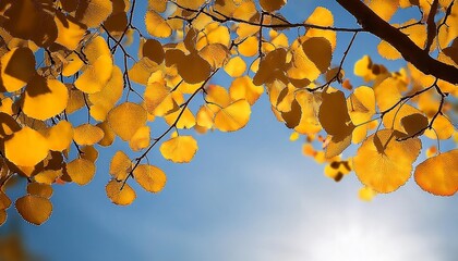 Wall Mural - aspen tree leaves against clear sky