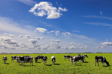 Cows grazing on a grassland in a typical dutch landscape on a suuny day